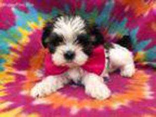 Shorkie Tzu Puppy for sale in Narvon, PA, USA