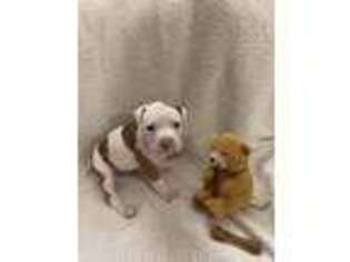 American Staffordshire Terrier Puppy for sale in Claymont, DE, USA