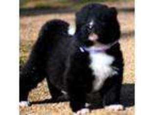 Akita Puppy for sale in Anza, CA, USA