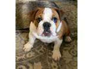 Bulldog Puppy for sale in Rosemount, MN, USA