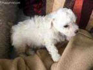 Bichon Frise Puppy for sale in Westford, MA, USA
