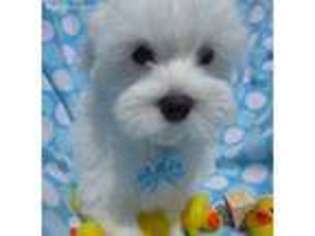 Maltese Puppy for sale in Bloomfield Hills, MI, USA