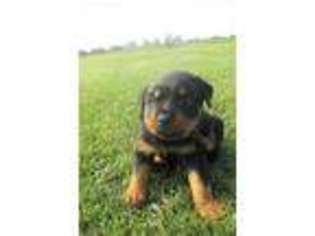 Rottweiler Puppy for sale in Whitney Point, NY, USA