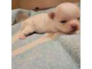 Chihuahua Puppy for sale in Inwood, WV, USA