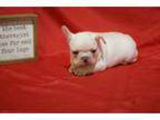 French Bulldog Puppy for sale in Berryville, AR, USA