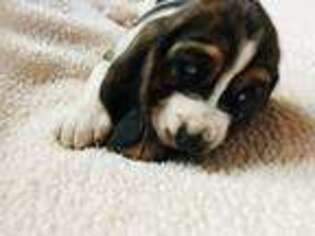 Basset Hound Puppy for sale in Winchester, OH, USA