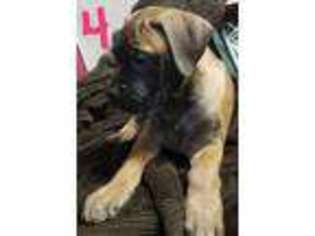 Bullmastiff Puppy for sale in Vincent, OH, USA