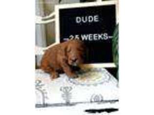 Goldendoodle Puppy for sale in Muldrow, OK, USA