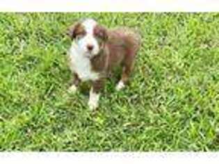 Australian Shepherd Puppy for sale in Miami, FL, USA