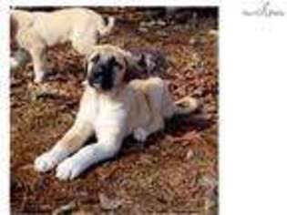 Anatolian Shepherd Puppy for sale in Springfield, MO, USA