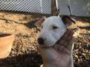 Bull Terrier Puppy for sale in Santa Clarita, CA, USA