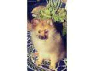 Pomeranian Puppy for sale in San Diego, CA, USA