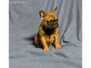 French Bulldog Puppy for sale in Blooming Prairie, MN, USA