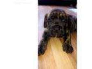 Bullmastiff Puppy for sale in Kansas City, MO, USA