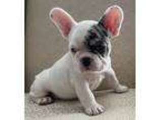 French Bulldog Puppy for sale in Easton, MD, USA