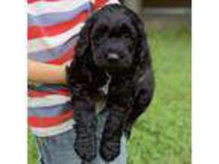 Saint Berdoodle Puppy for sale in West Salem, OH, USA