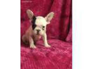 French Bulldog Puppy for sale in Hartville, MO, USA