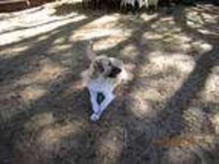 Anatolian Shepherd Puppy for sale in Lecanto, FL, USA