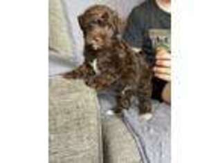 Schnoodle (Standard) Puppy for sale in Battle Ground, WA, USA