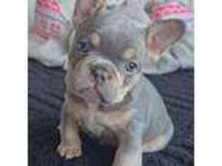 French Bulldog Puppy for sale in Madison, AL, USA