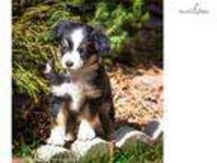 Miniature Australian Shepherd Puppy for sale in Klamath Falls, OR, USA