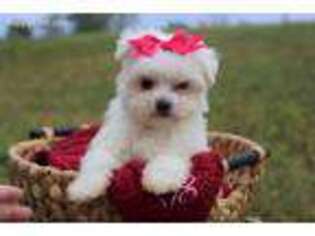 Maltese Puppy for sale in Baltic, OH, USA