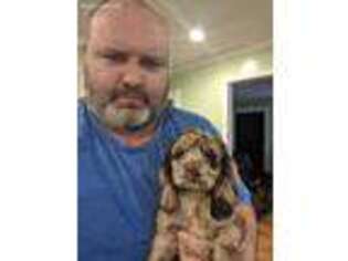 Cocker Spaniel Puppy for sale in Greenville, SC, USA