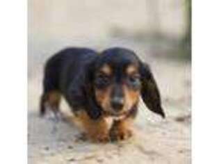 Dachshund Puppy for sale in Redding, CA, USA