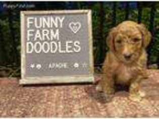Goldendoodle Puppy for sale in Caldwell, ID, USA