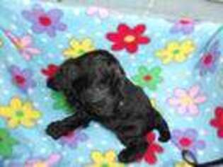 Cavapoo Puppy for sale in Gaston, SC, USA