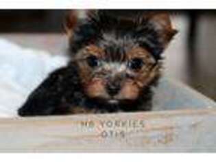 Yorkshire Terrier Puppy for sale in Austin, TX, USA