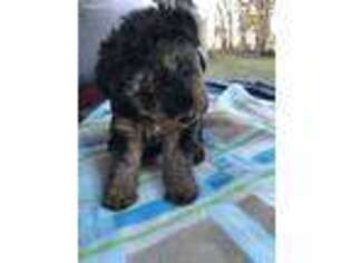 Welsh Terrier Puppy for sale in Nathalie, VA, USA