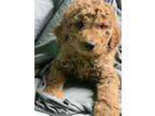Goldendoodle Puppy for sale in Homewood, IL, USA