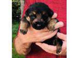 German Shepherd Dog Puppy for sale in Neosho, MO, USA
