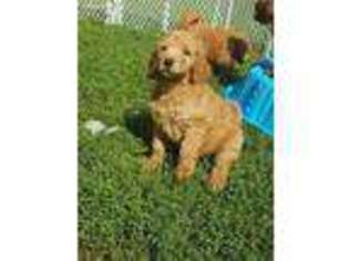 Labradoodle Puppy for sale in Independence, OH, USA