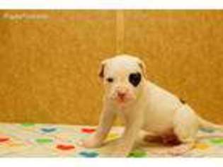American Bulldog Puppy for sale in Lincoln, MI, USA