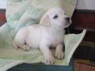 Labrador Retriever Puppy for sale in Purdin, MO, USA