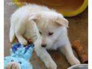 Border Collie Puppy for sale in Natchitoches, LA, USA