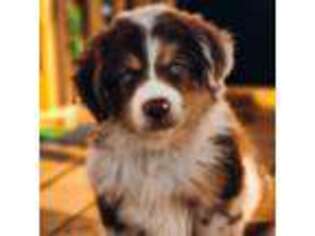Miniature Australian Shepherd Puppy for sale in Mcalester, OK, USA