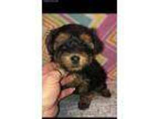Yorkshire Terrier Puppy for sale in Edgar Springs, MO, USA
