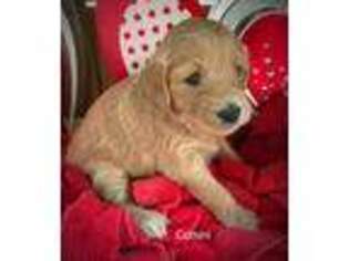 Goldendoodle Puppy for sale in Ludington, MI, USA