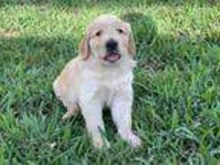 Goldendoodle Puppy for sale in Valrico, FL, USA