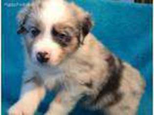 Australian Shepherd Puppy for sale in Howell, MI, USA