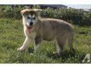 Alaskan Malamute Puppy for sale in SULPHUR SPRINGS, TX, USA