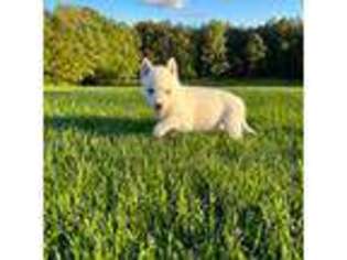 Siberian Husky Puppy for sale in Moscow, PA, USA