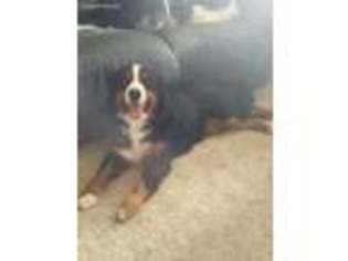 Bernese Mountain Dog Puppy for sale in Maxwell, NM, USA