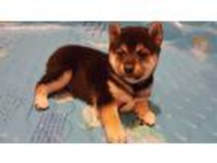 Shiba Inu Puppy for sale in Ironton, MO, USA