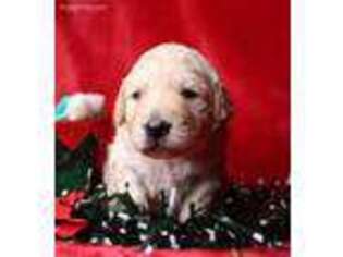 Goldendoodle Puppy for sale in Garnett, KS, USA