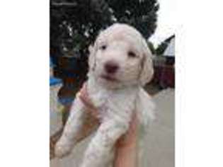 Goldendoodle Puppy for sale in Grandview, WA, USA