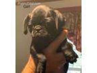 Pug Puppy for sale in Homosassa, FL, USA